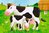 Ravensburger Kinder- Puzzle 074631 Mein Bauernhof - Bilderwürfel 3+Jahre 6 Teile